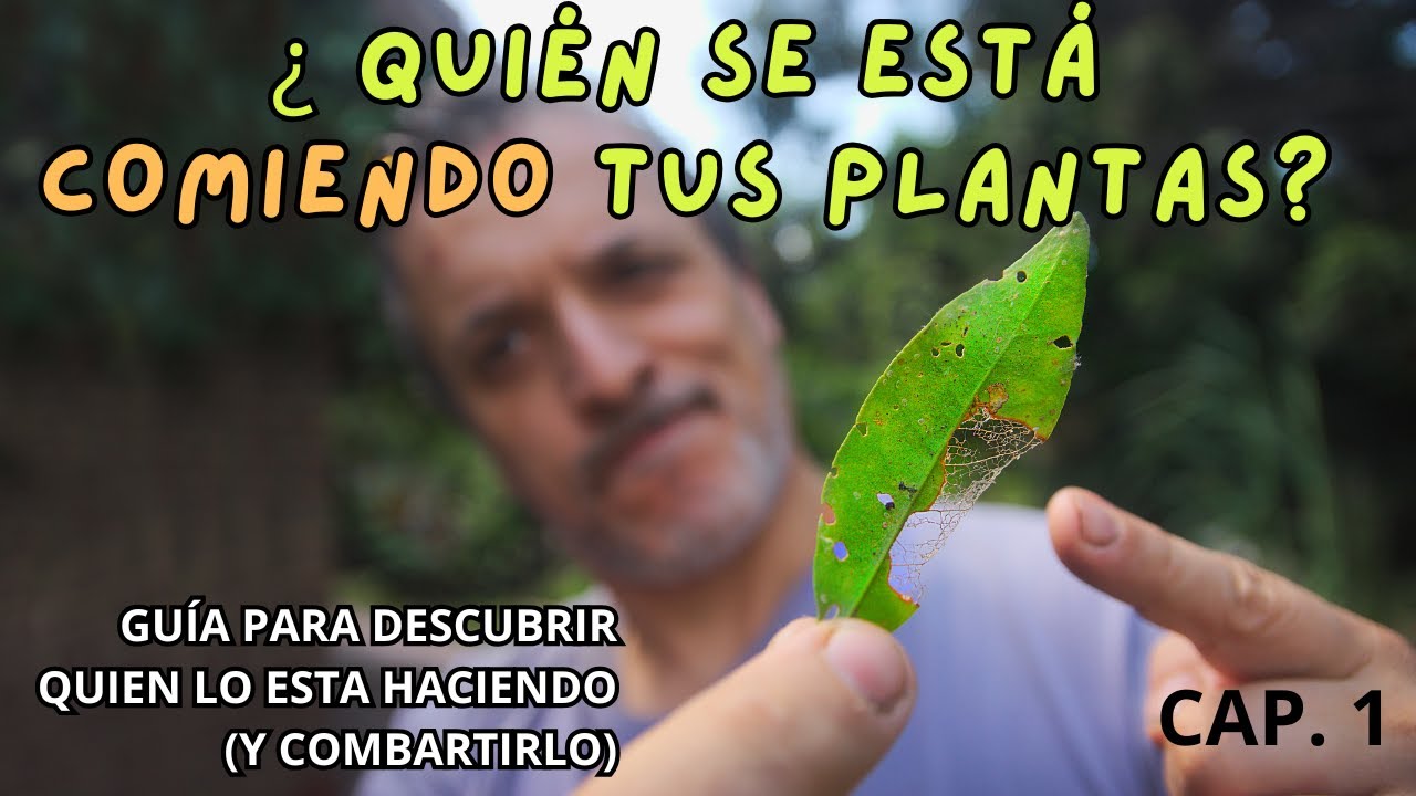 GUÍA PARA SABER QUE SE ESTA COMIENDO TUS PLANTAS (PARTE 1)