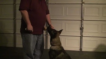 CJ Clicker Retrieve Working the hold