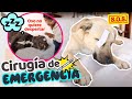 💉CIRUGÍA DE OSO y KODA⛑EMERGENCIA😭¡SE PELEAN TODO EL TIEMPO!  💔| Conny Merlin