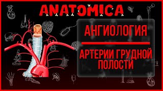 Артерии грудного отдела аорты / Артерии грудной клетки / Ангиология