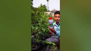 Trừ rệp hoa Hồng rệp vảy mùa hè