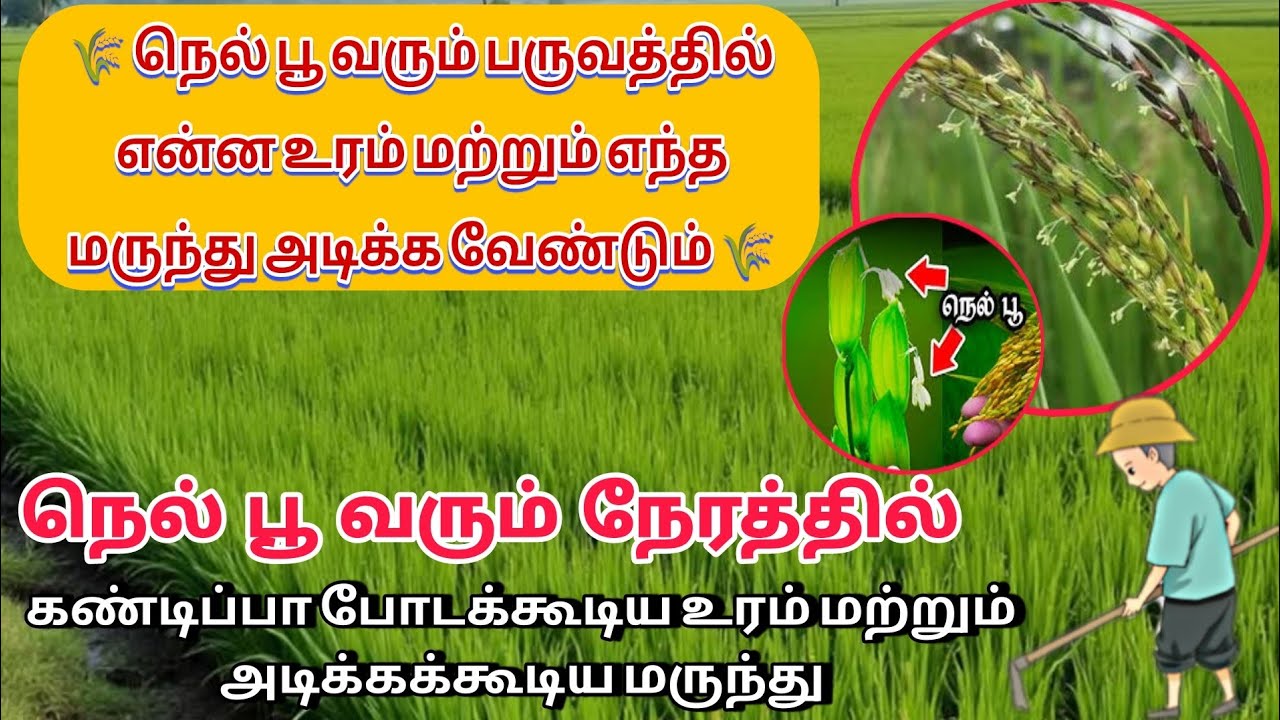 நெல் பயிரில் பூ பருவத்தில் எந்த மருந்து என்ன உரம் போட வேண்டும் |  Paddy Flowering fertilizer Crops 