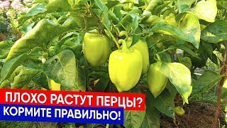 Плохо растут перцы? Кормите правильно!