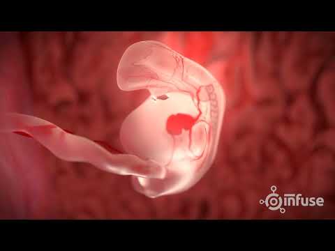 भ्रूण विकास 3 डी एनिमेशन - चिकित्सा को प्रभावित करें