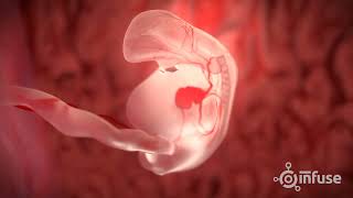 Fetal Development 3D Animation  Infuse Medical
