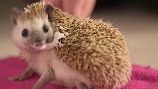 Merek the Hedgehog Anoints on Pink Fleece