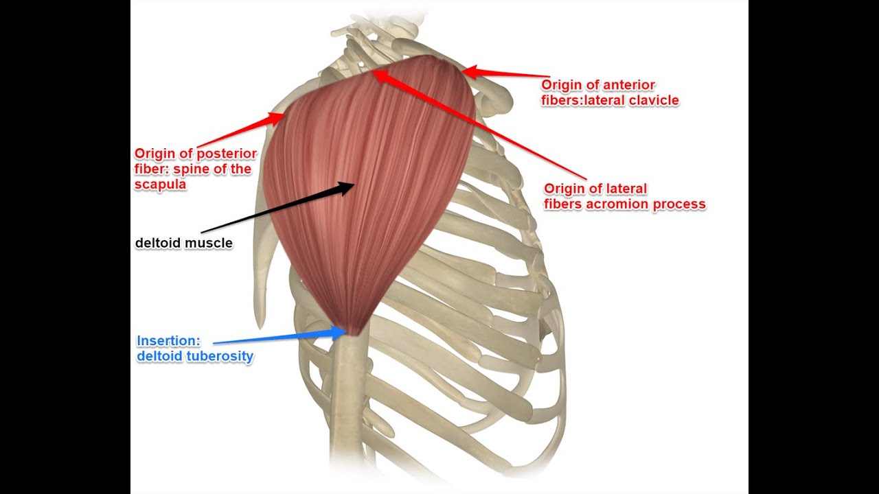 Muscle Anatomy - Deltoid Muscle (Human Movements Science) - YouTube