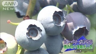 食べ頃のブルーベリー摘み取り体験　富山市(17/06/25)
