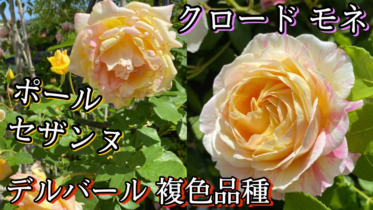 香りのデルバール 品種紹介 複色の薔薇ポールセザンヌ クロードモネ Youtube