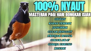 SUARA BURUNG MURAI BATU ISIAN CILILIN KENARI KAPAS TEMBAK LOVEBIRD CUCAK JENGGOT CIBLEK JANGKRIK