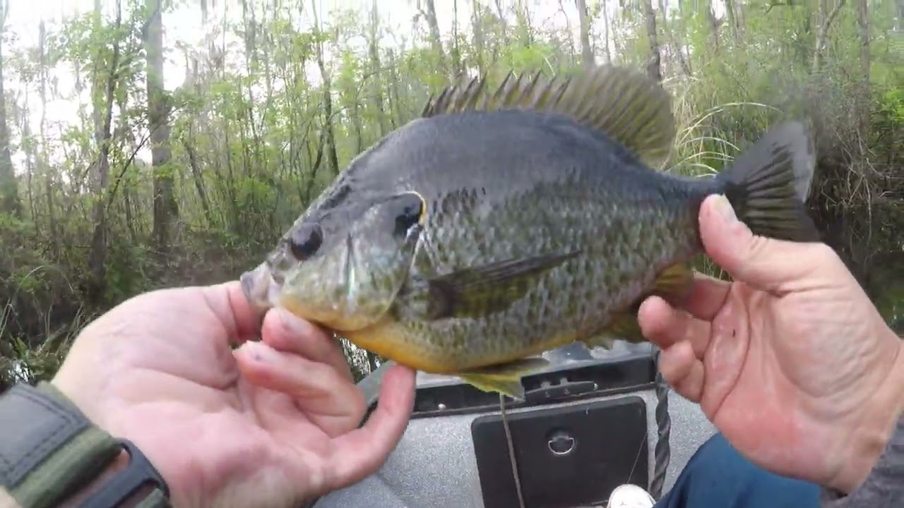 Fishing The Bream Buster With Crickets.