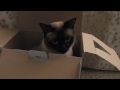 Симка в коробке / Cat in a box