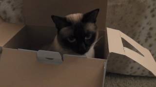 Симка в коробке / Cat in a box