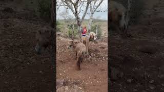 #youtube #fincas #pork #porcicultura #marranos #animals