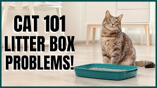 Cat 101: Litter Box Problems