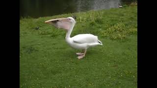 Wait, what?? Pelican Eats Pigeon?