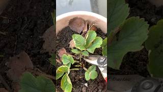 How to overwinter your Potted strawberry plants #gardening #garden #strawberry