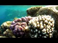 Sharm EL Sheikh, Monte Carlo Resort & SPA, Tiran diving, Color canyon, Dahab Blue Hole