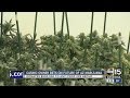Casino owner bets on the future of marijuana in Arizona