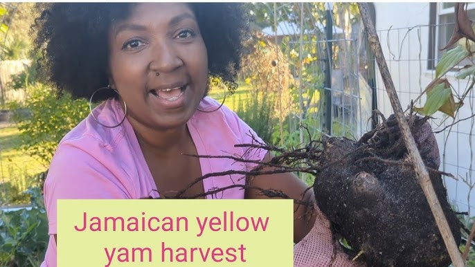 Jamaican Yellow Yam - Healthier Steps