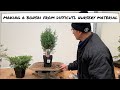 Making Bonsai from Difficult Nursery Material