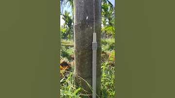 4K MicroDrip Irrigation WaterFlow  #4K #MicroDrip #Arecanut #Shorts #Irrigation #AgriclutreZone