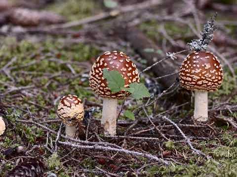 Video: Skottkvinna Fotograferade Döden I Skogen - Alternativ Vy