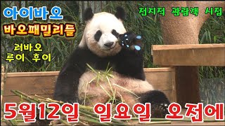 에버랜드 판다월드 2024년 5월 12일 일요일 ☆바오패밀리들 총출동 ☆ by panda stick 월드 26,800 views 4 days ago 12 minutes, 33 seconds