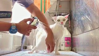 Bathing and Grooming White Persian Cat | Pet Grooming TV by Pet Grooming TV 434 views 8 months ago 9 minutes, 56 seconds