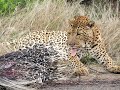 Leopard killing a Porcupine