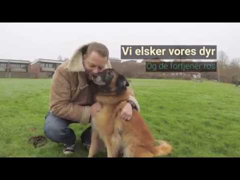 Video: Sådan Sy En Hund