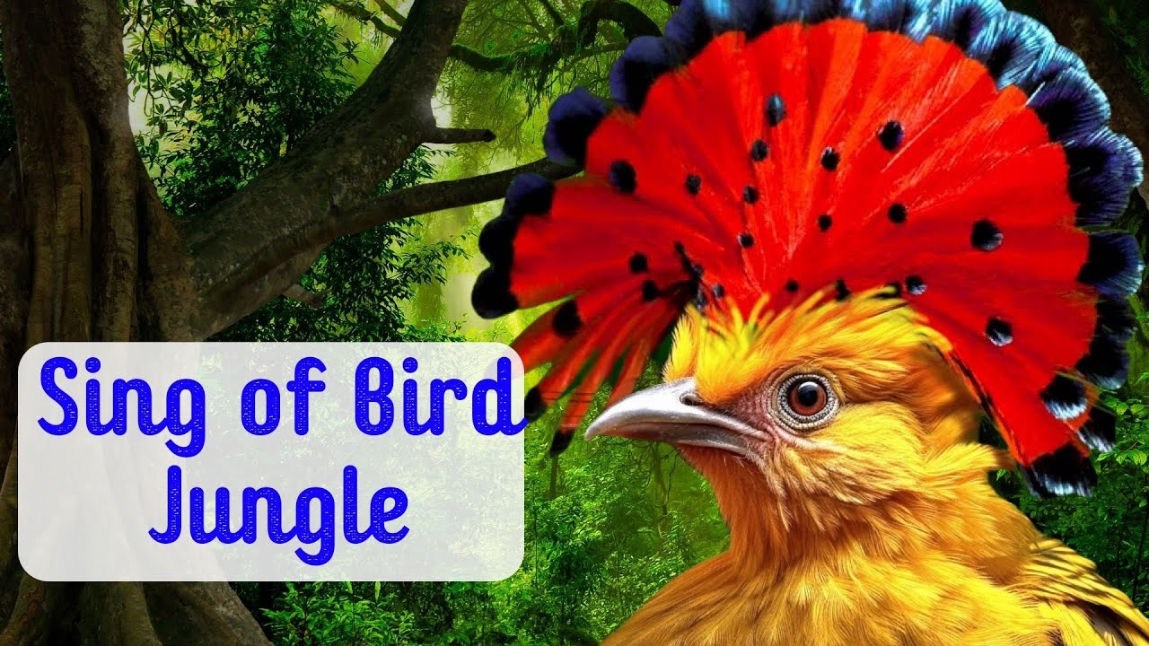 The singing of birds in the jungle Animal sounds YouTube
