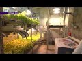 Промышленная гидропоника | Industrial hydroponics [ENG Subtitles]