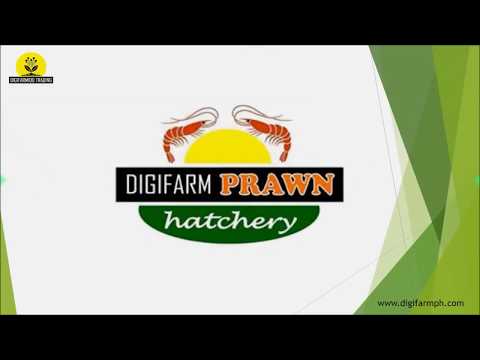 DigiFarm Prawn Hatchery