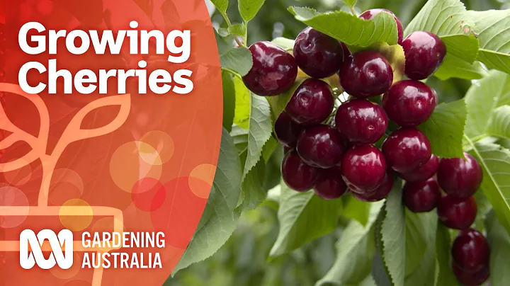 Growing cherry trees bursting with fruit | Growing fruit and veg | Gardening Australia - DayDayNews