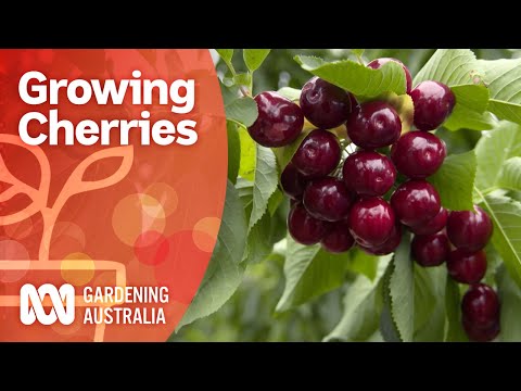 Video: Cherries: For A Successful Planting In Spring