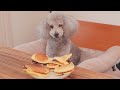 愛犬にどら焼き作ったんだけど失敗したよ