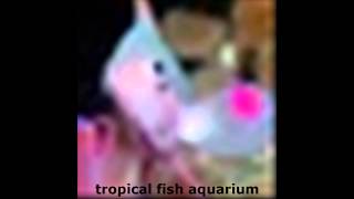 Tropical Fish Aquarium Aquatic Plants Uk, Plants, Fish Tanks And Fish For Your Aquariums