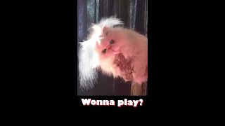 This Cat Is Possessed By The Spirit Of Chucky Watch This Video Or Chucky Will Get Ya