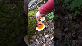 3 Ways to Forage More Mushrooms!