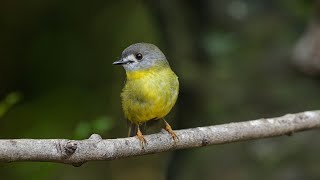 Pale Yellow Robin (Tregellasia capito )