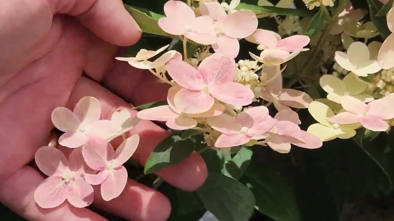 Hydrangea Early Evolution - The World's Earliest Flowering Panicle Hydrangea