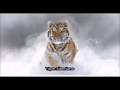 ¿Qué es un Tigre Siberiano? (Panthera Tigris Altaica) - Lo se todo en Español