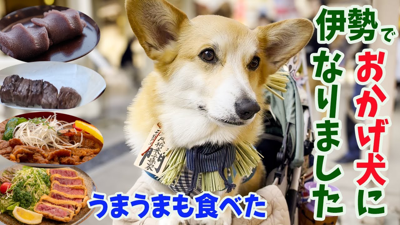【犬連れ伊勢の旅】おかげ犬になって、美味しいもの食べて、お得感満載にニコニコだったコーギーと飼い主
