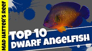 Top 10 Dwarf Angelfish