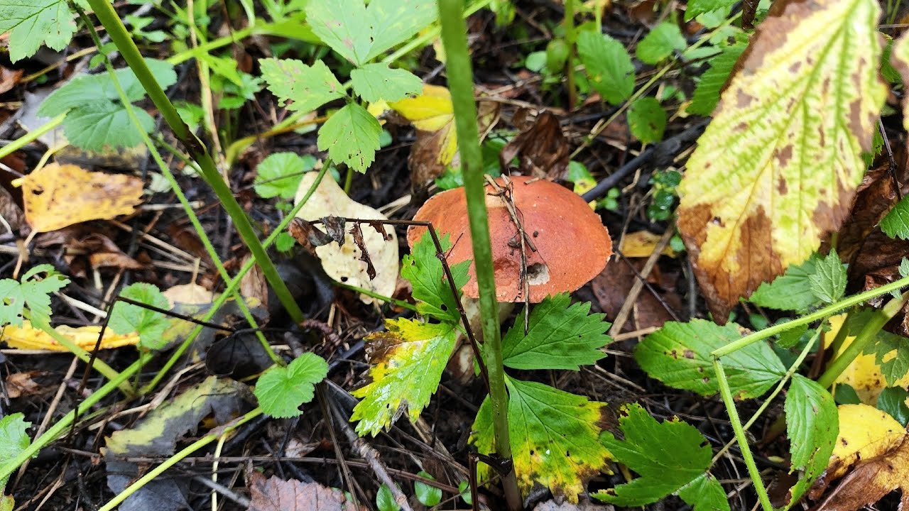 Золотая осень в лесу, грибы. Пермь, 23 сент 2025