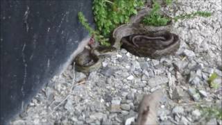 庭に出没したヘビの攻撃！　A snake attacked!
