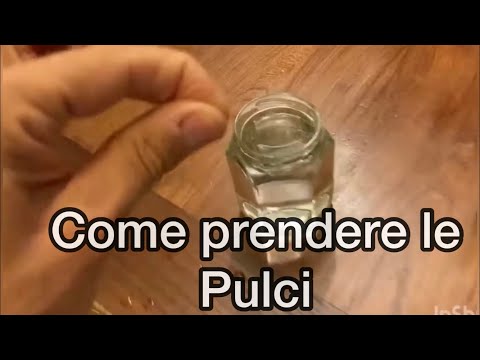 Video: Come dare a un gatto una piccola dose di Diazepam