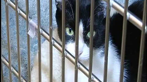 Diane Dwyer SF SPCA Controversy over $