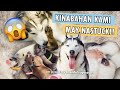 THIS IS IT NANGANAK NA SI SUGAR!! (HUSKY GIVING BIRTH TO 6 PUPPIES)